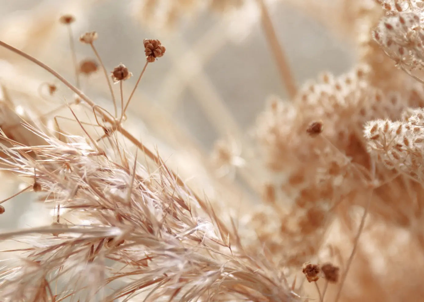 Canvastavla - Pampas Grass Close Up
