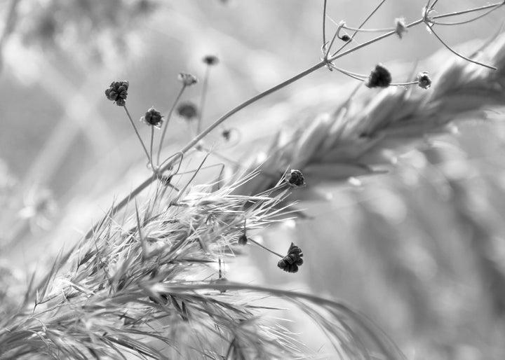 Canvastavla - Wild Carrot
