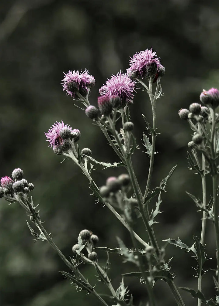 Poster - Thistles