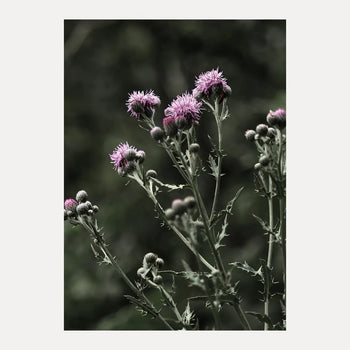 Poster - Thistles