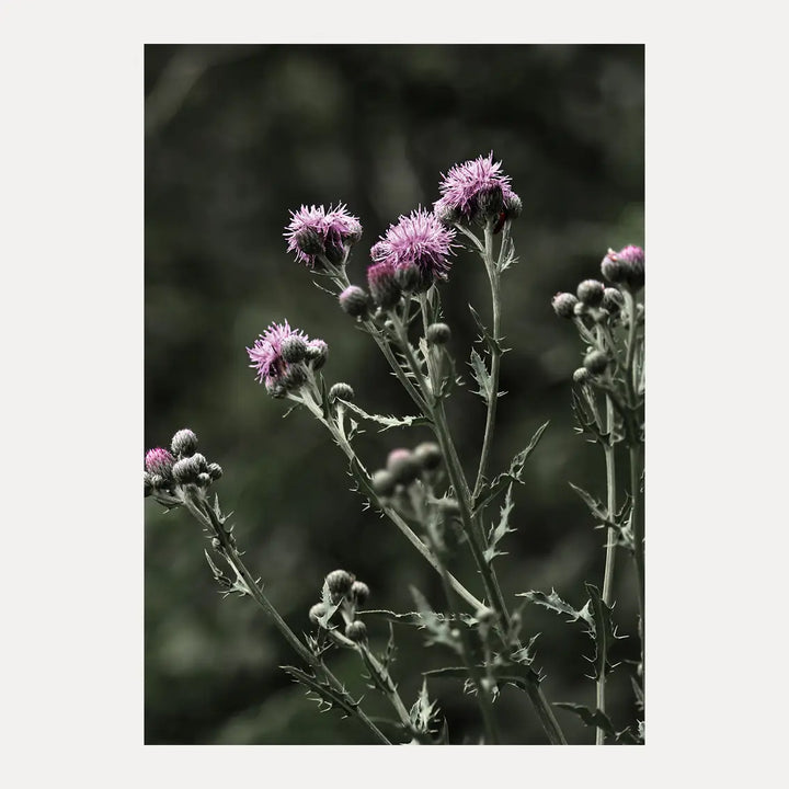 Poster - Thistles