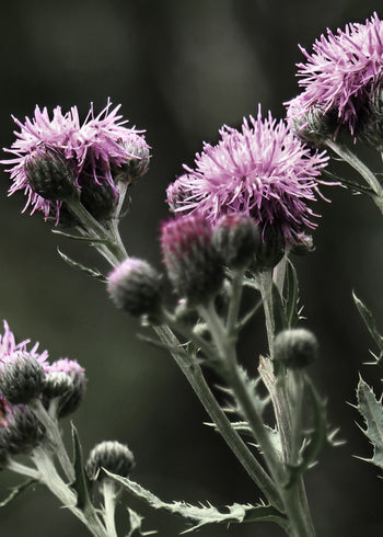 Canvastavla - Thistles