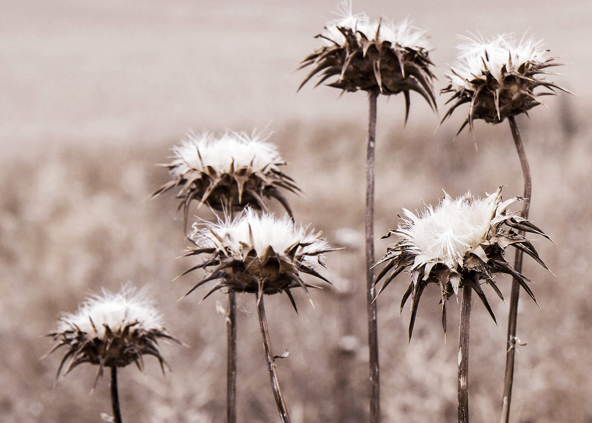 Canvastavla - Wildflower