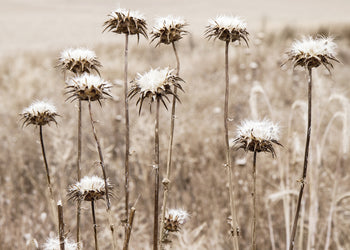 Canvastavla - Thistle Plants