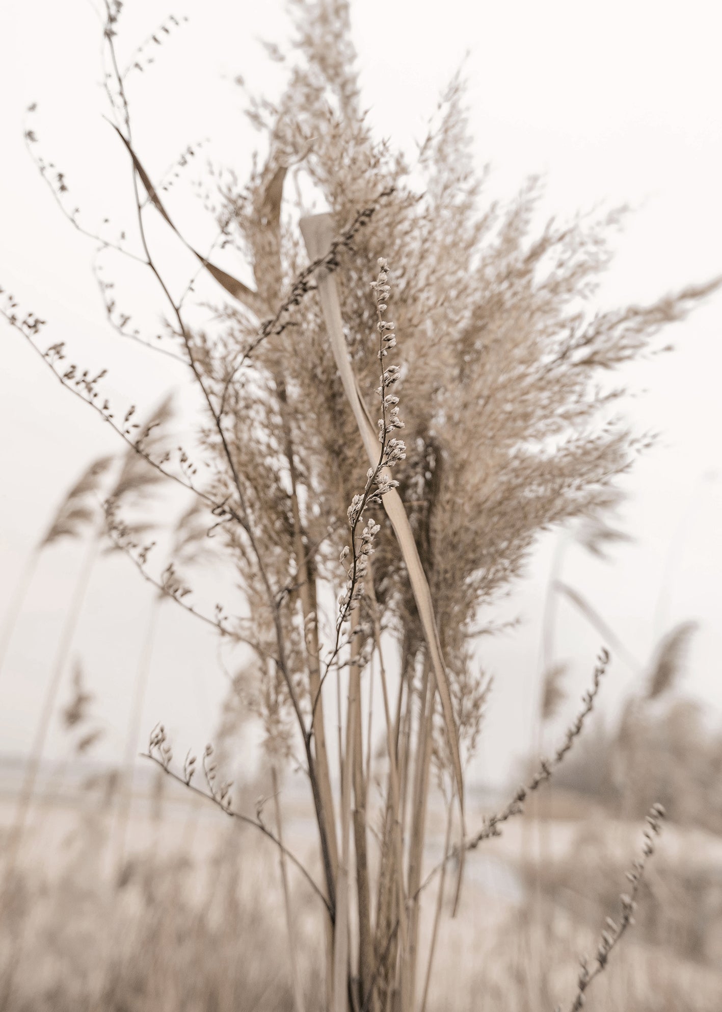 Canvastavla - Pampas Grass