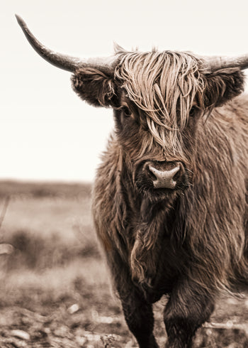 Canvastavla - Highland Cattle