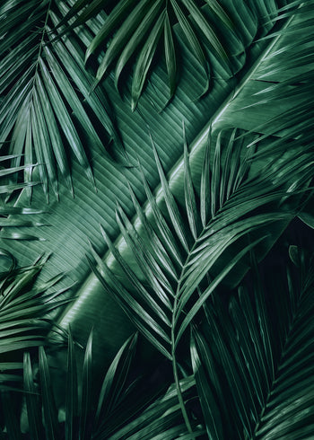 Canvastavla - Exotic Leaves