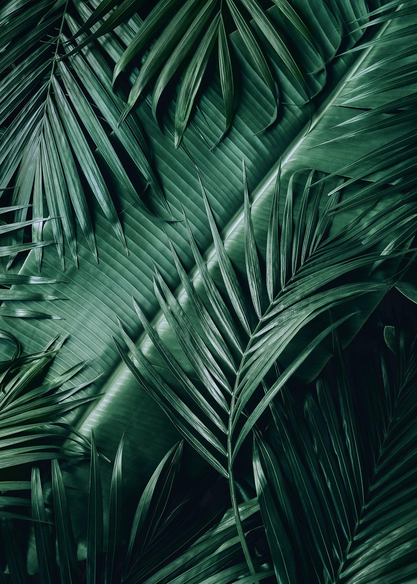 Canvastavla - Exotic Leaves