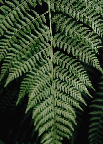 Canvastavla - Fern
