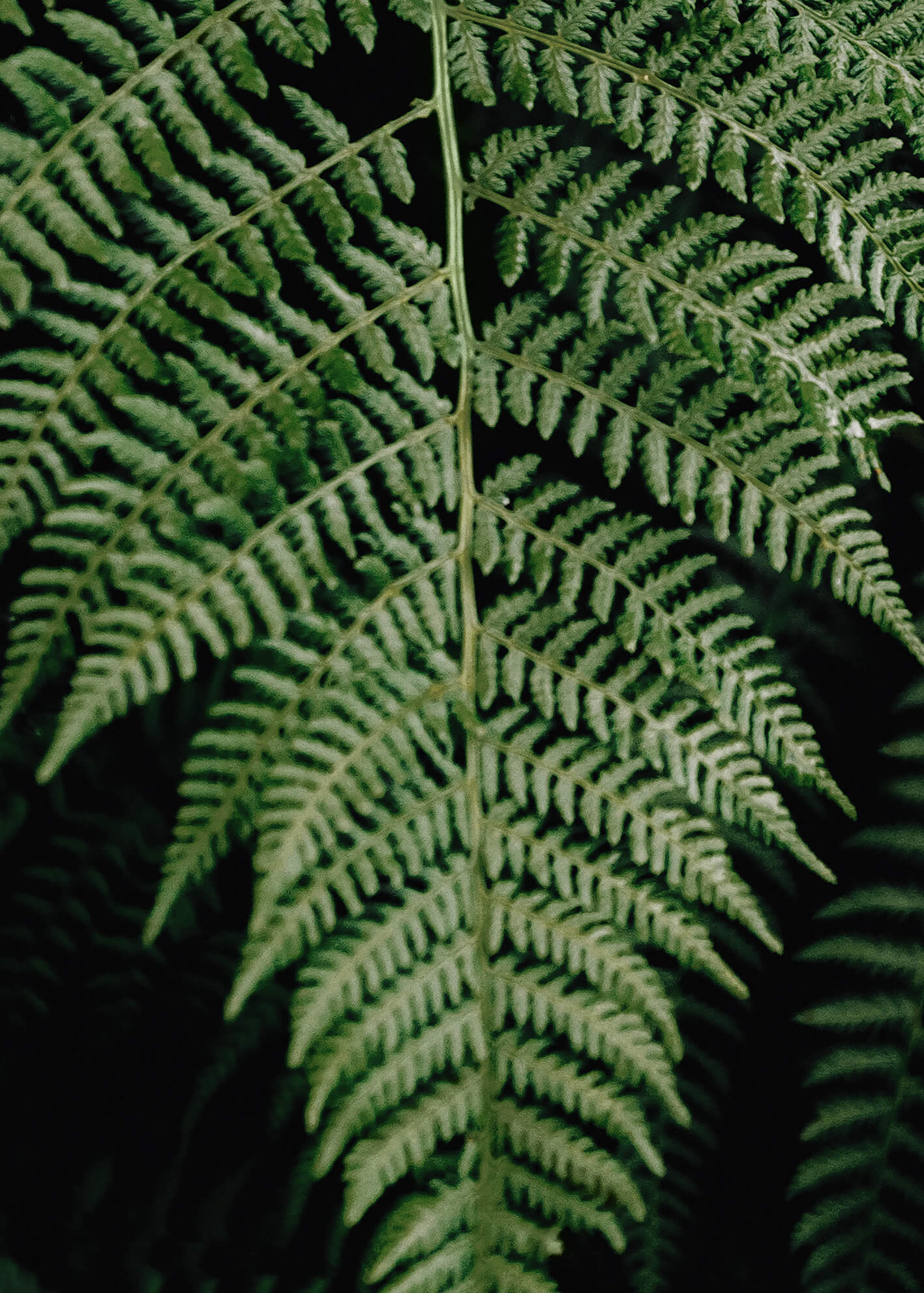 Canvastavla - Fern