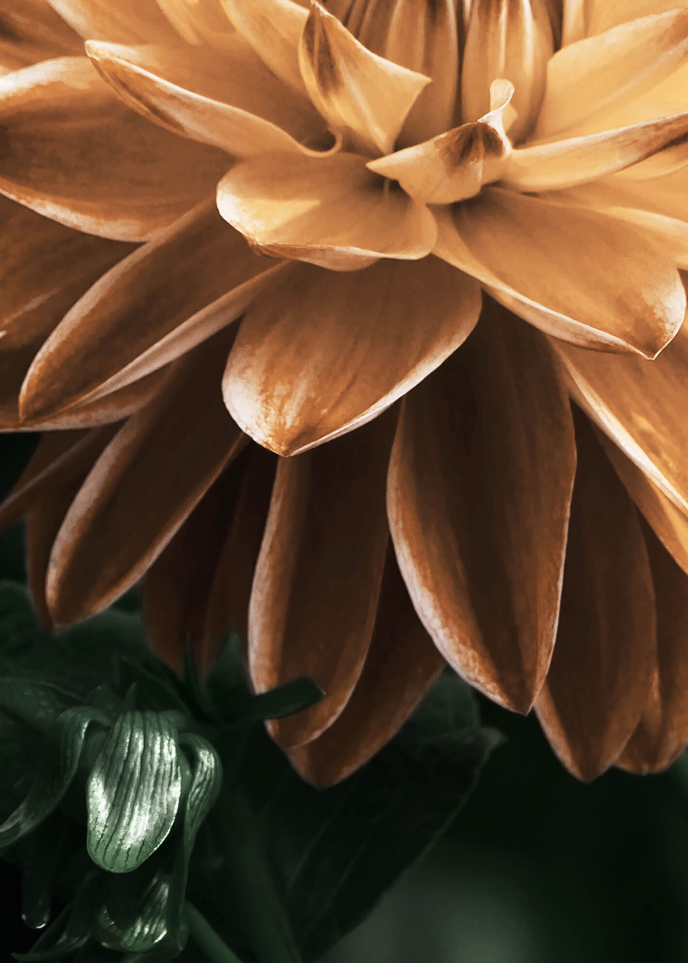 Canvastavla - Dahlia