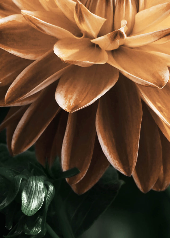 Canvastavla - Dahlia