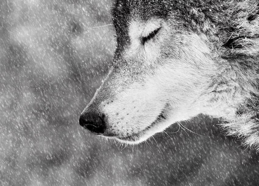 Canvastavla - Wolf