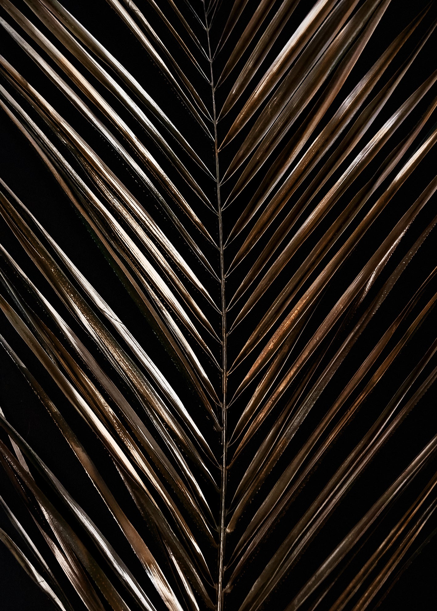 Canvastavla - Areca