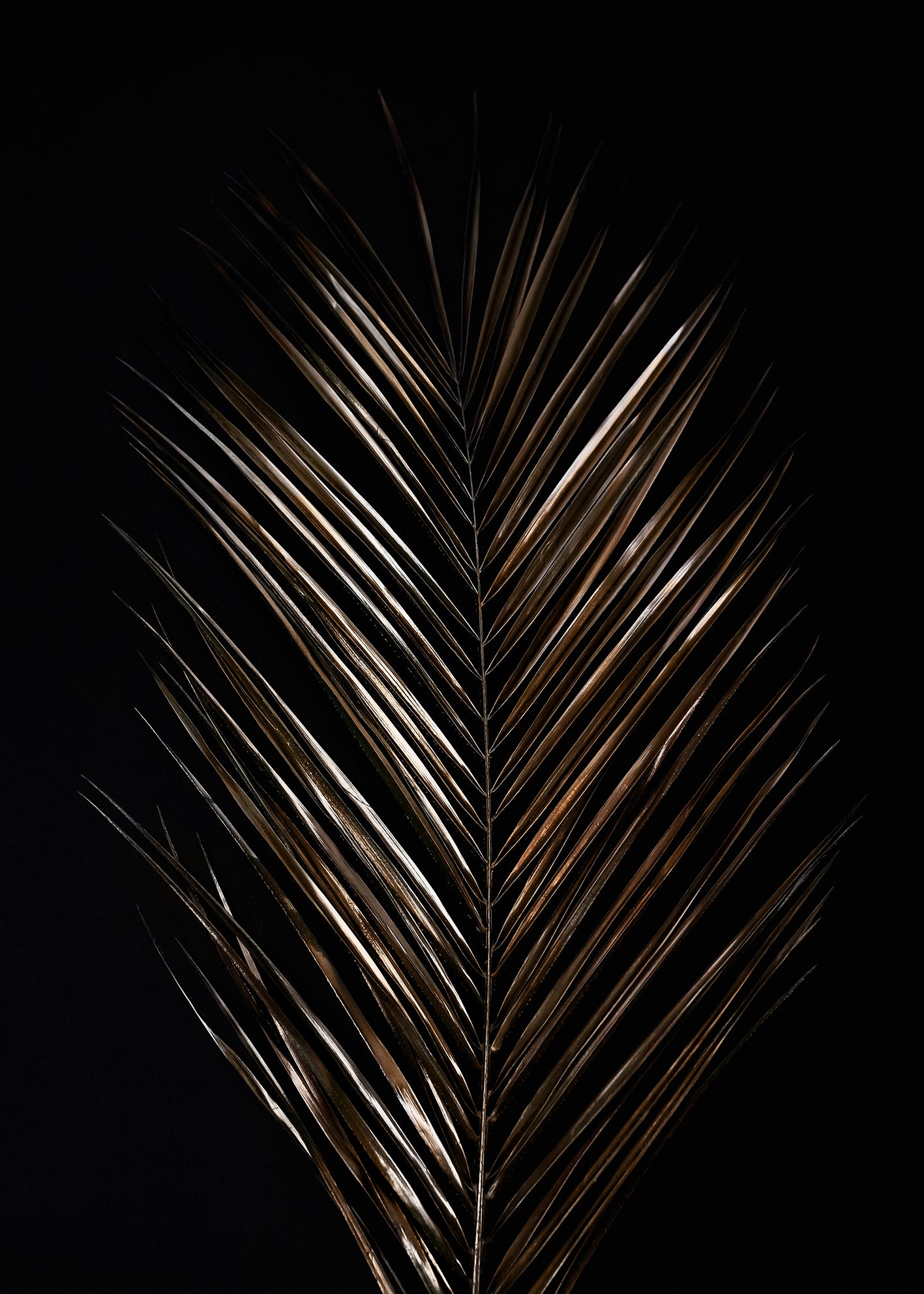 Canvastavla - Areca