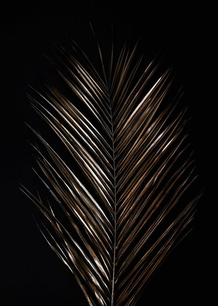 Canvastavla - Areca