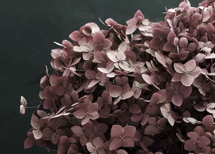 Canvastavla - Hortensia