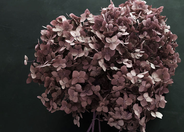 Canvastavla - Hortensia