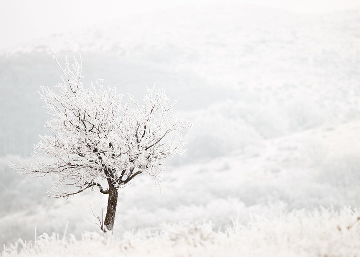 Canvastavla - Frosty Tree