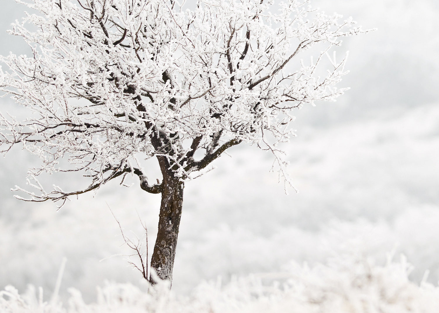 Canvastavla - Frosty Tree