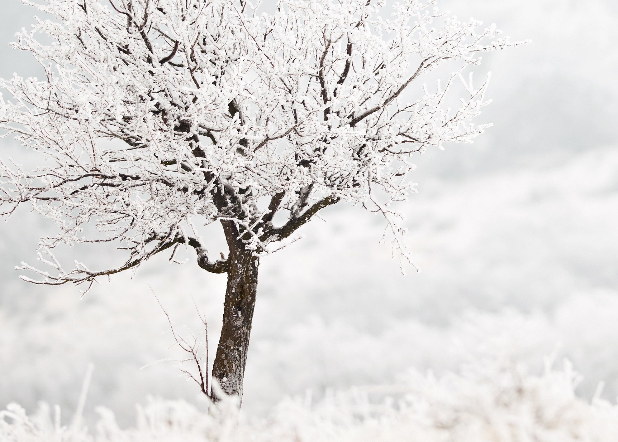 Canvastavla - Frosty Tree