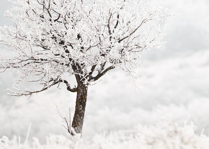 Canvastavla - Frosty Tree