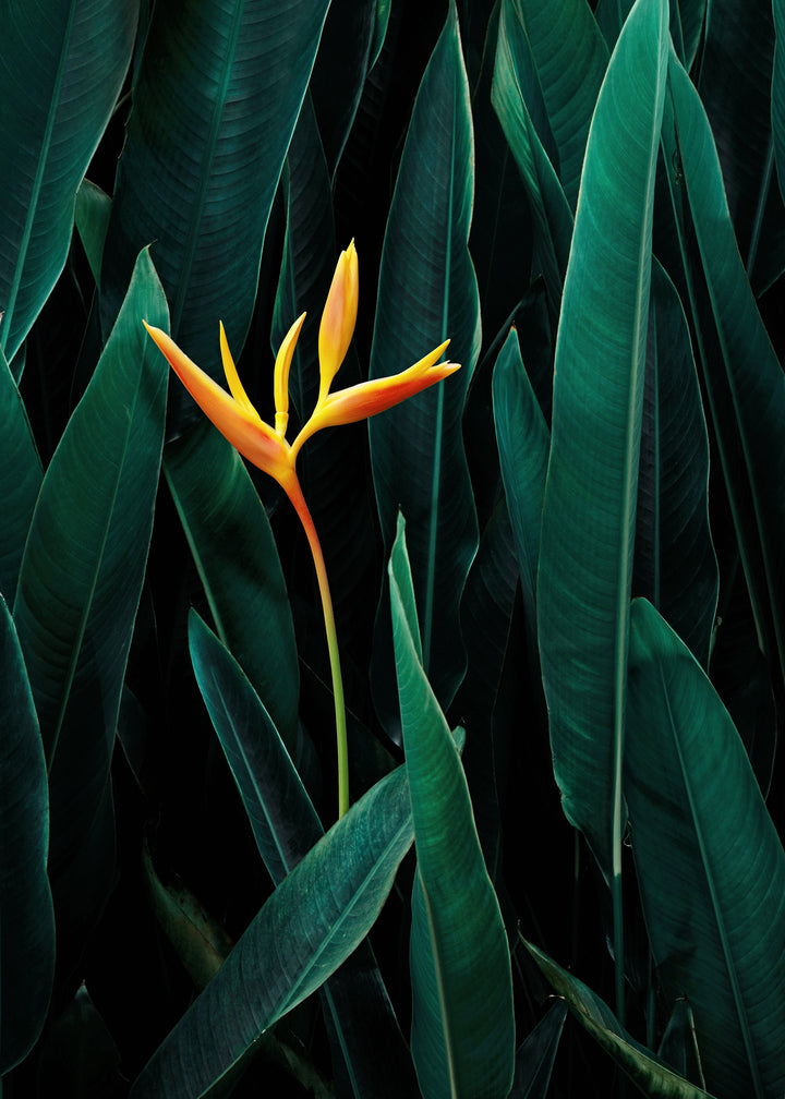 Canvastavla - Tropical