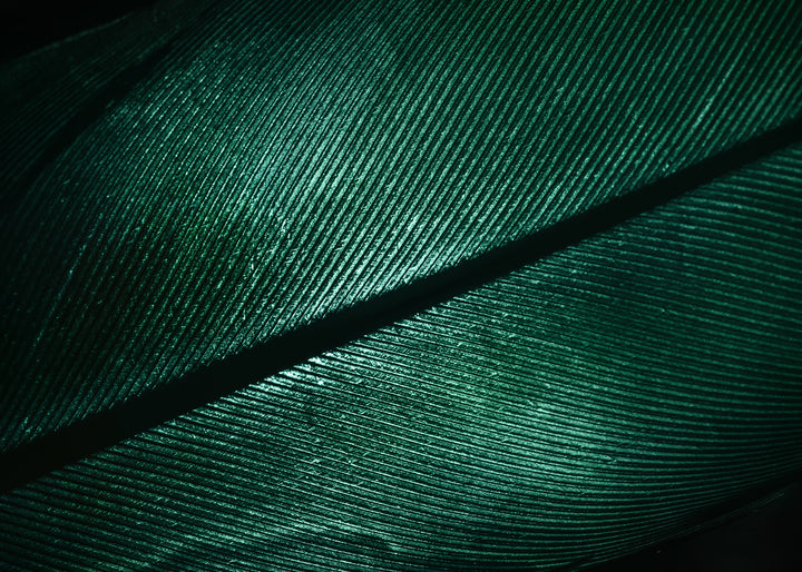 Canvastavla - Green Feather