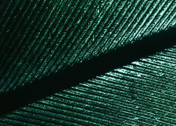 Canvastavla - Green Feather