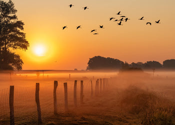 Canvastavla - Sunrise Birds