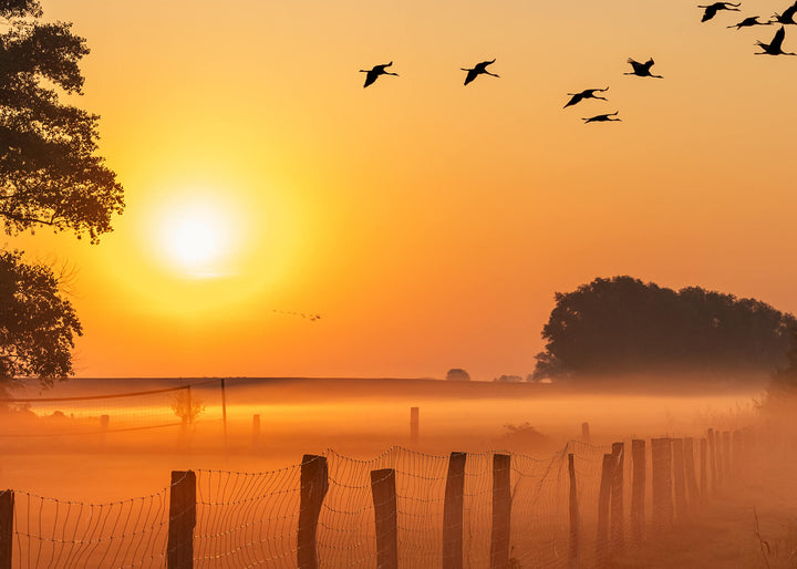 Canvastavla - Sunrise Birds