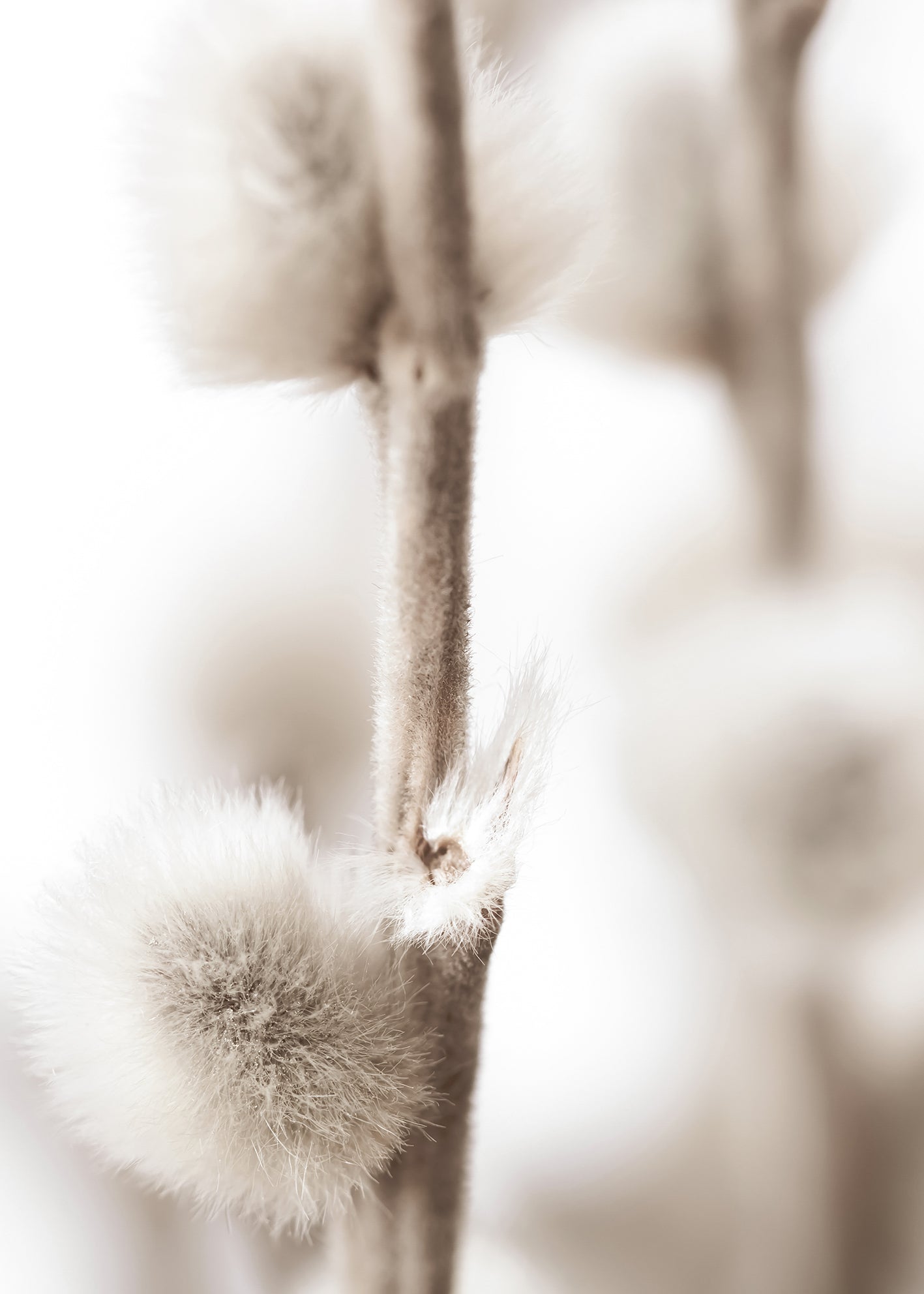 Canvastavla - Willow Buds