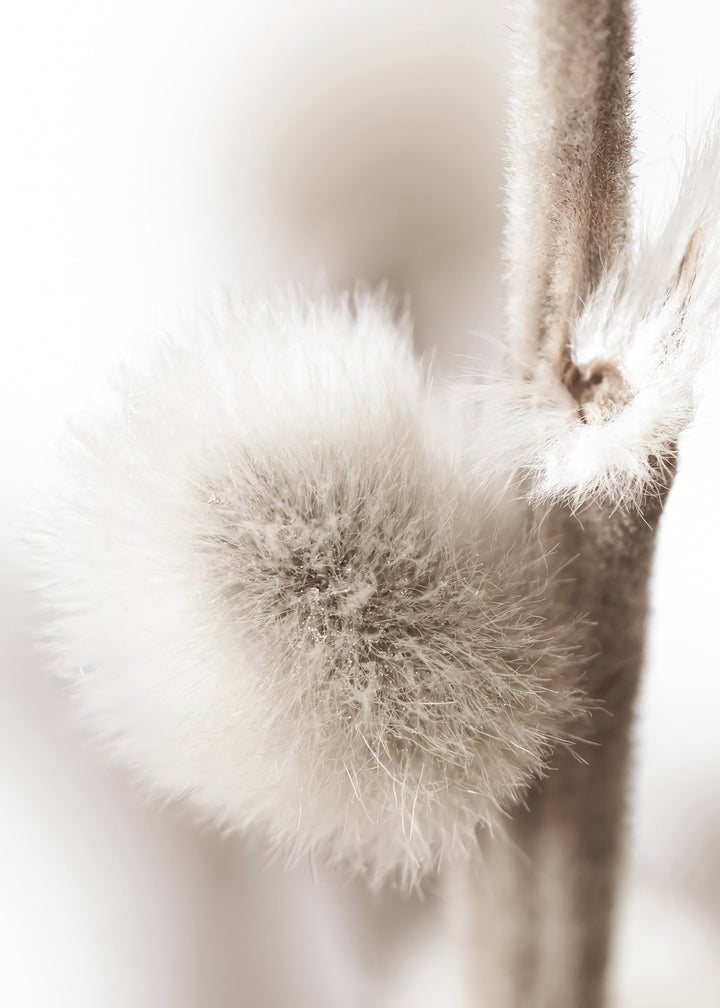 Canvastavla - Willow Buds