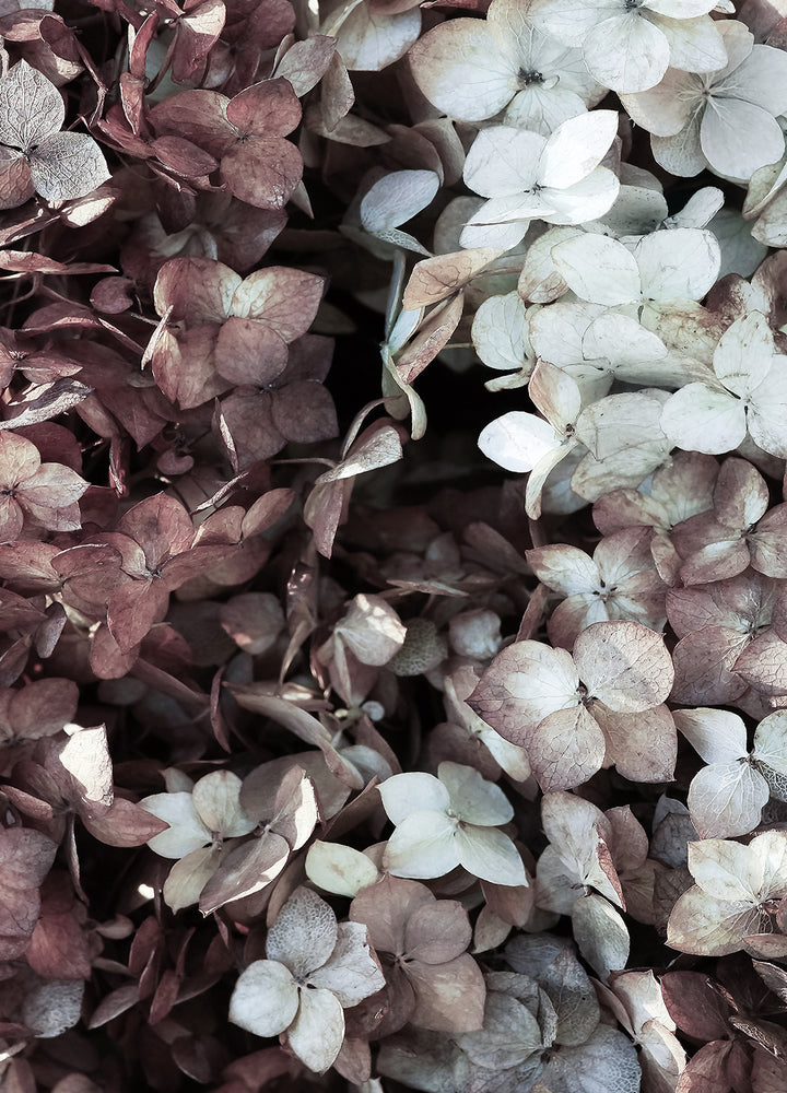 Canvastavla - Hydrangea