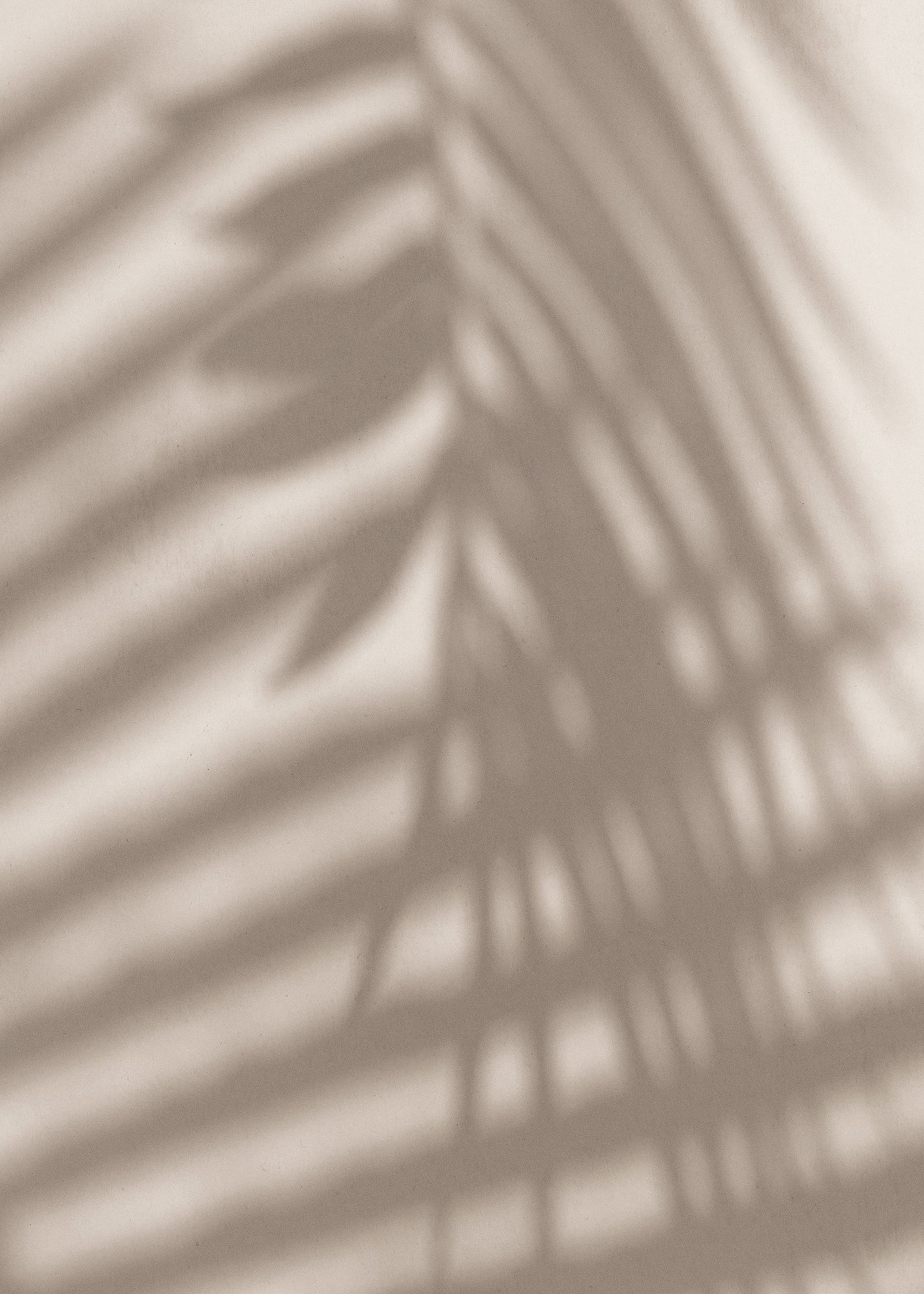 Canvastavla - Palm and Shadows