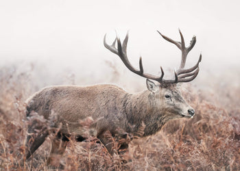 Canvastavla - Guardian of the Mist