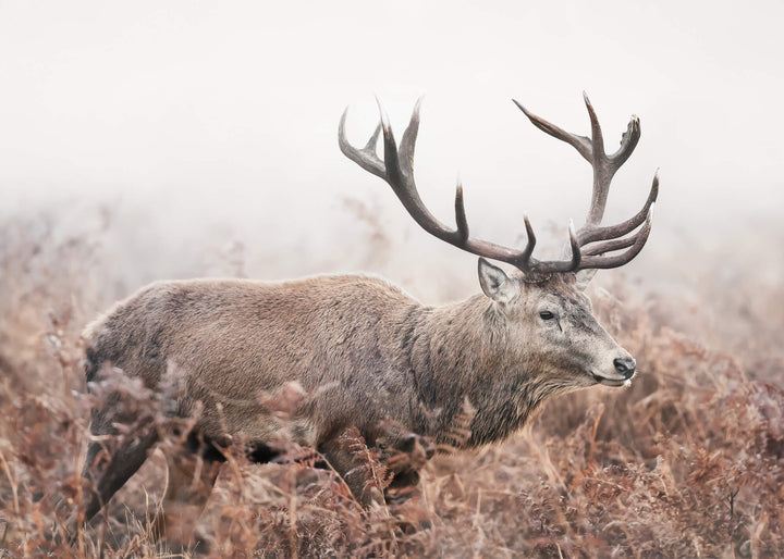 Canvastavla - Guardian of the Mist