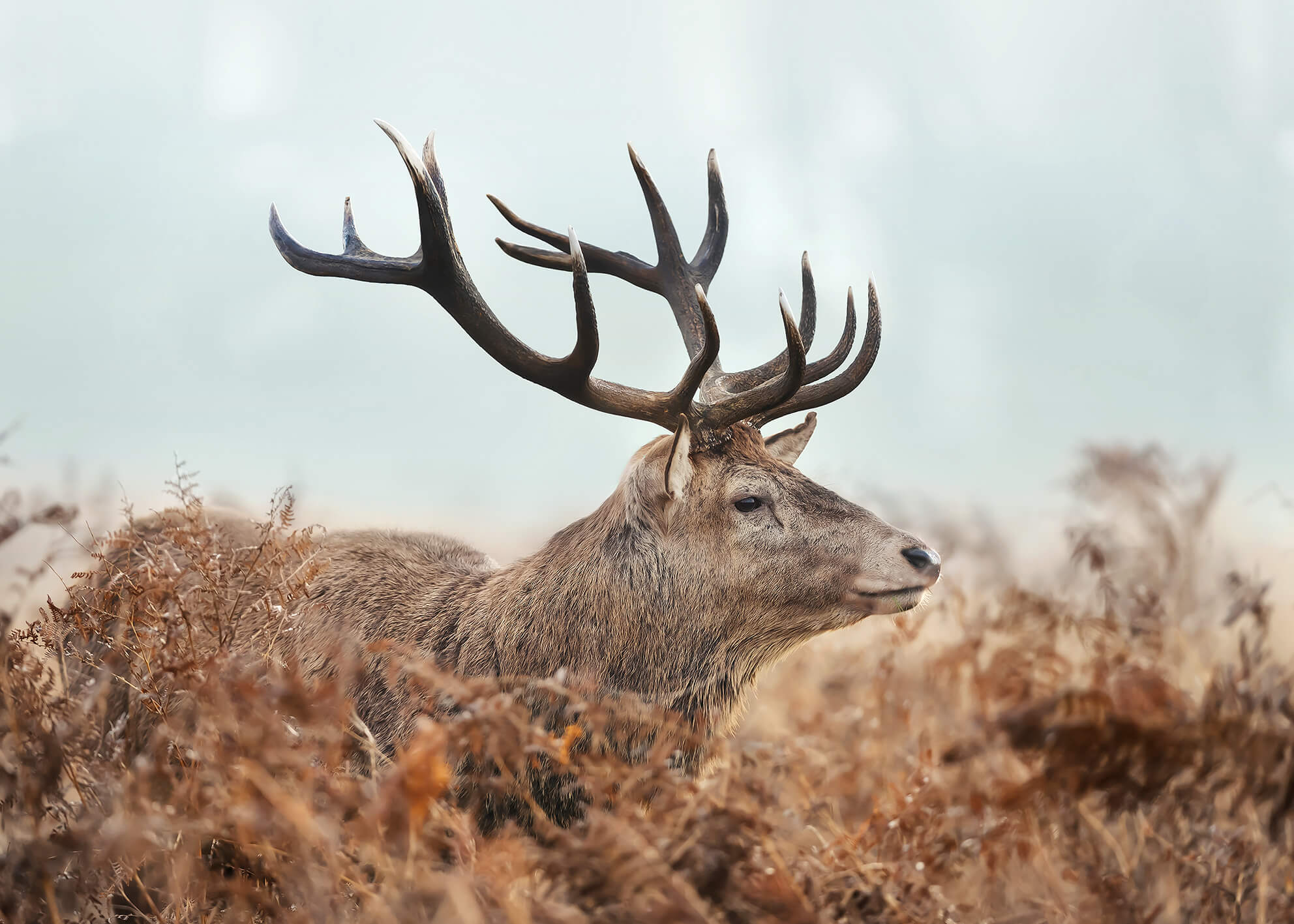 Canvastavla - Red Deer
