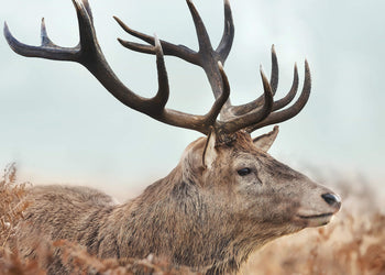 Canvastavla - Red Deer