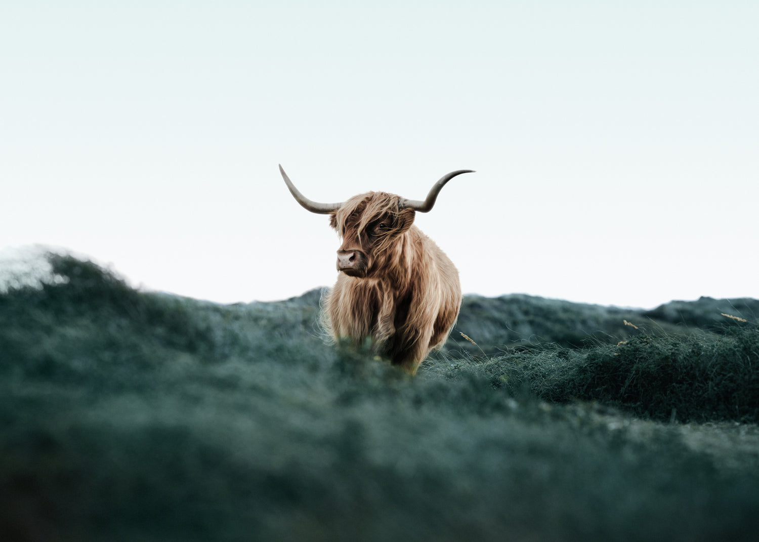 Canvastavla - Cattle on Field