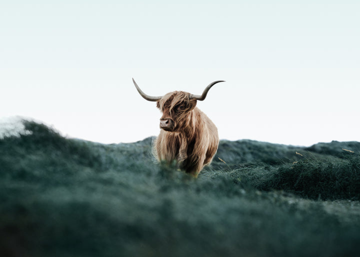 Canvastavla - Cattle on Field