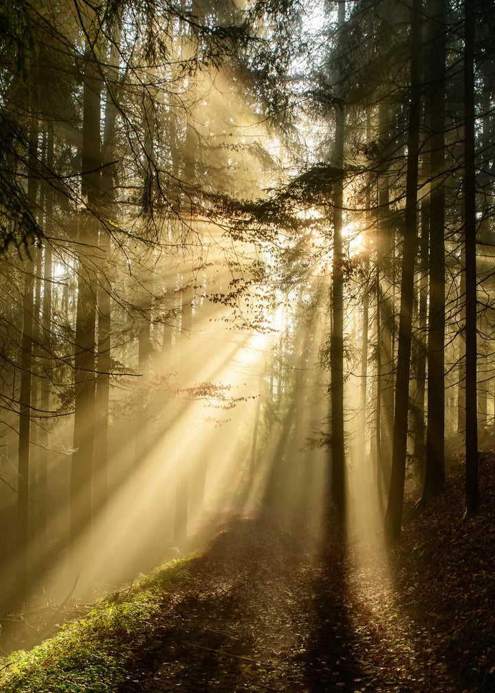 Canvastavla - Forest Awakening