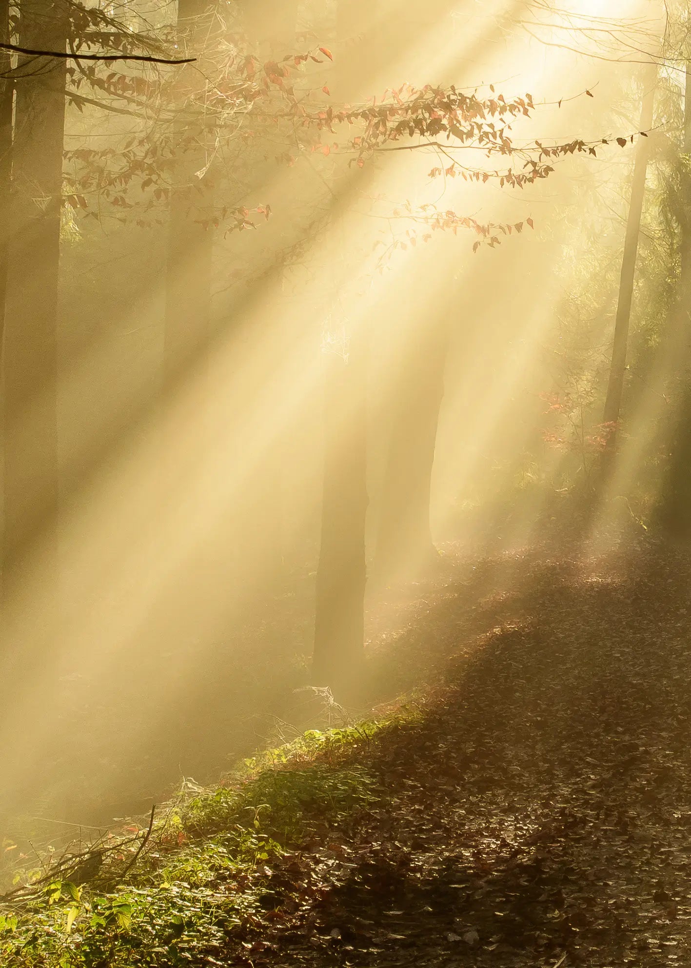 Canvastavla - Forest Awakening
