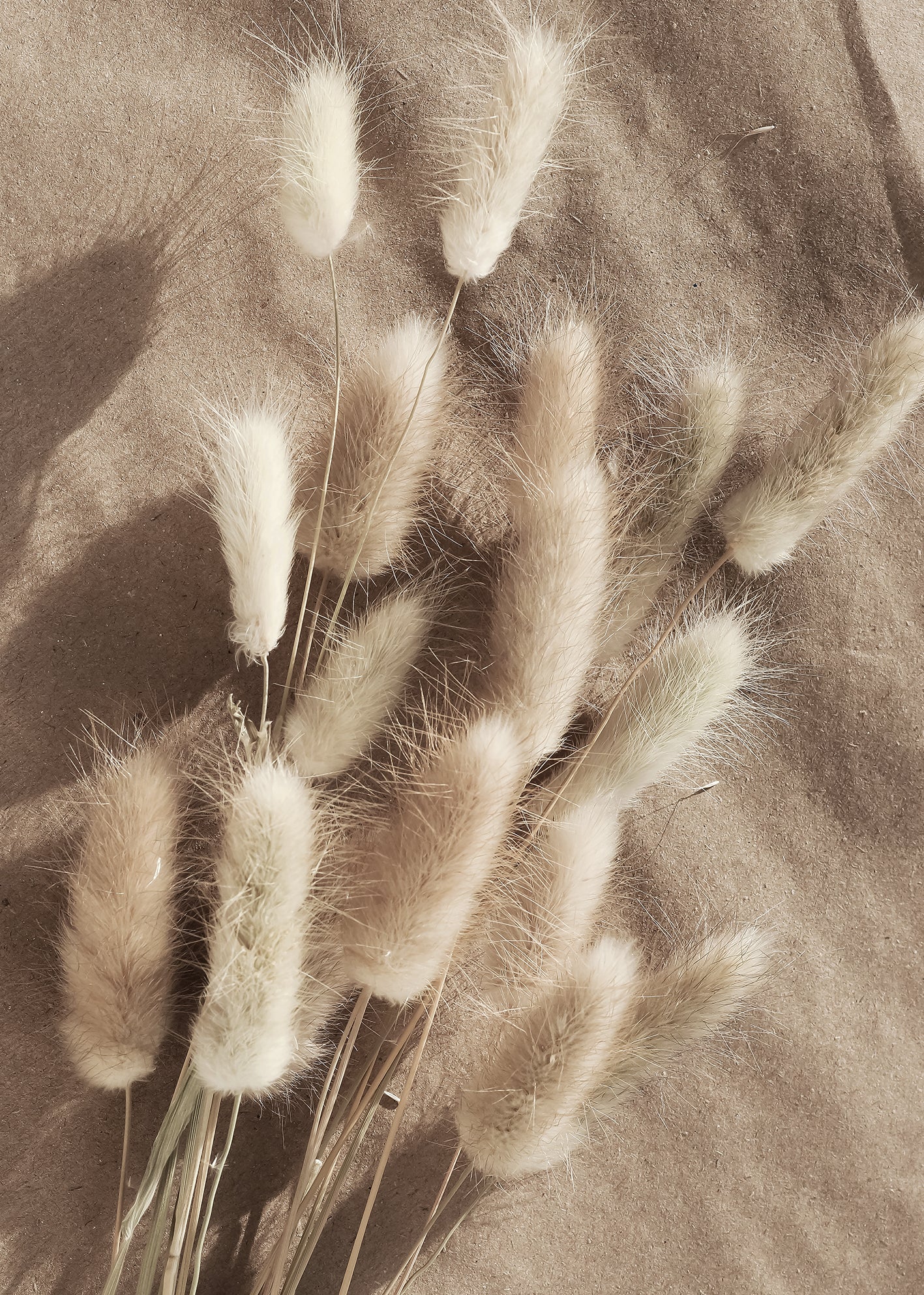 Canvastavla - Bunny Tails