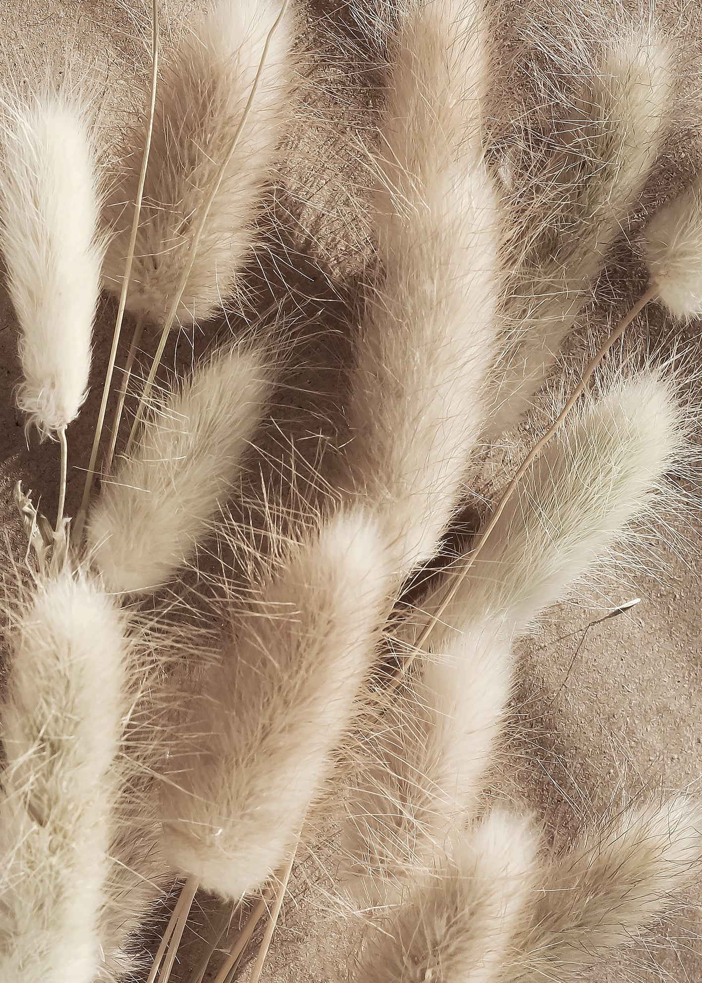 Canvastavla - Bunny Tails