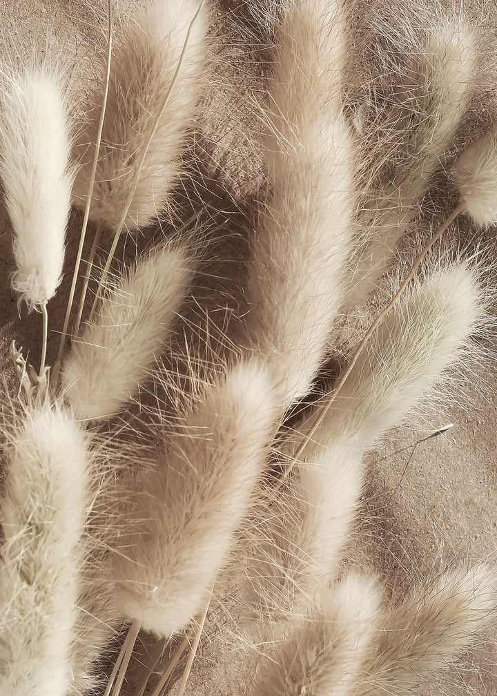 Canvastavla - Bunny Tails