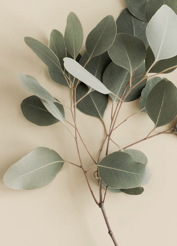 Ljuddämpande tavla - Eucalyptus Branches