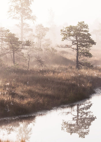 Ljuddämpande tavla - Pine Trees