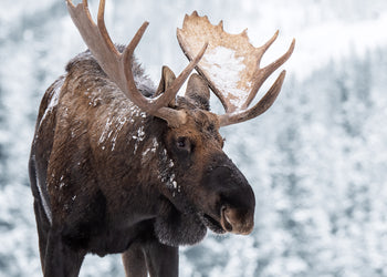 Ljuddämpande tavla - Moose in Snow