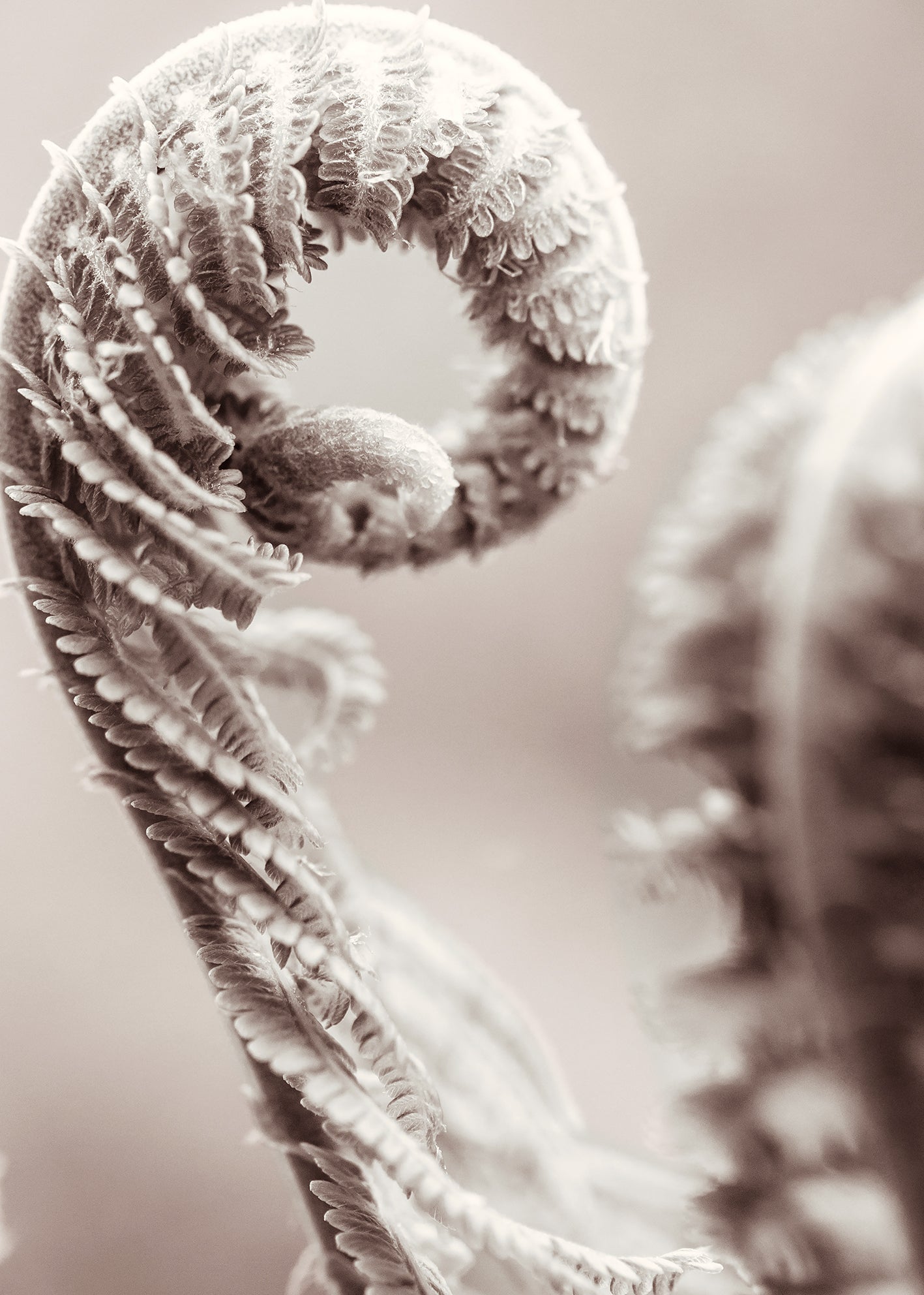 Ljuddämpande tavla - Fern Leaves